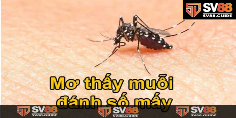 Con muỗi số mấy